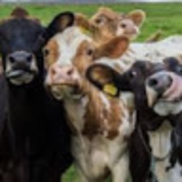 Meet your Posher, Peyton - Picture 1 of 1